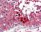 Leucine Rich Repeat Containing 7 antibody, orb88491, Biorbyt, Immunohistochemistry paraffin image 