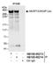 A-Kinase Anchoring Protein 13 antibody, NB100-68213, Novus Biologicals, Immunoprecipitation image 