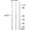 Cyclic AMP-dependent transcription factor ATF-7 antibody, PA5-49790, Invitrogen Antibodies, Western Blot image 