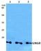 G Protein Subunit Gamma 8 antibody, A14944, Boster Biological Technology, Western Blot image 