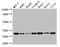 Rab GTPase-activating protein 1-like antibody, LS-C679262, Lifespan Biosciences, Western Blot image 