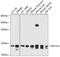 Ribosomal Protein S15a antibody, GTX64972, GeneTex, Western Blot image 