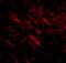 Cell Death Inducing P53 Target 1 antibody, NBP1-76996, Novus Biologicals, Immunocytochemistry image 