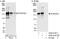 Pleckstrin Homology And RhoGEF Domain Containing G2 antibody, A302-415A, Bethyl Labs, Western Blot image 