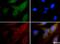 15-Hydroxyprostaglandin Dehydrogenase antibody, NB200-179, Novus Biologicals, Immunofluorescence image 