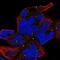 Zinc Finger Protein 530 antibody, PA5-61112, Invitrogen Antibodies, Immunofluorescence image 