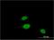 BUD23 RRNA Methyltransferase And Ribosome Maturation Factor antibody, H00114049-M11, Novus Biologicals, Immunofluorescence image 