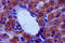 Amine oxidase [flavin-containing] B antibody, A53194-100, Epigentek, Immunohistochemistry paraffin image 
