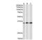 EF-Hand Domain Family Member D2 antibody, NB100-1477, Novus Biologicals, Western Blot image 