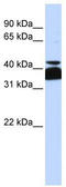 POU domain, class 4, transcription factor 2 antibody, TA343479, Origene, Western Blot image 