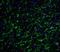 Clusterin antibody, A00590, Boster Biological Technology, Immunofluorescence image 