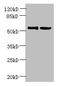 UTP15 Small Subunit Processome Component antibody, orb357503, Biorbyt, Western Blot image 