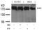 EGFR antibody, AP09518PU-S, Origene, Western Blot image 