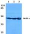 Opioid Receptor Mu 1 antibody, A00737S57, Boster Biological Technology, Western Blot image 