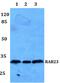 RAB23, Member RAS Oncogene Family antibody, PA5-37204, Invitrogen Antibodies, Western Blot image 