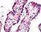 Putative trace amine-associated receptor 3 antibody, NLS3278, Novus Biologicals, Immunohistochemistry frozen image 