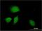 DnaJ Heat Shock Protein Family (Hsp40) Member B9 antibody, H00004189-M09, Novus Biologicals, Immunofluorescence image 
