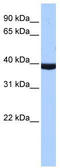 Paired Box 2 antibody, TA330101, Origene, Western Blot image 