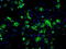 Fumarate Hydratase antibody, TA500675, Origene, Immunofluorescence image 
