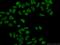 HsMAD2 antibody, 10337-1-AP, Proteintech Group, Immunofluorescence image 