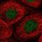 Transmembrane Protein 94 antibody, NBP2-58077, Novus Biologicals, Immunocytochemistry image 