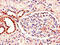 Mitochondrially Encoded NADH:Ubiquinone Oxidoreductase Core Subunit 1 antibody, CSB-PA015076LA01HU, Cusabio, Immunohistochemistry frozen image 