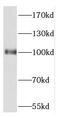Cleavage And Polyadenylation Specific Factor 2 antibody, FNab01937, FineTest, Western Blot image 