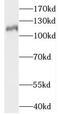 Mastermind Like Transcriptional Coactivator 1 antibody, FNab04960, FineTest, Western Blot image 