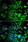 Paired Box 6 antibody, A7334, ABclonal Technology, Immunofluorescence image 