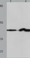IRF1 antibody, TA323047, Origene, Western Blot image 