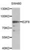 E2F Transcription Factor 8 antibody, abx001049, Abbexa, Western Blot image 