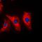 Vimentin antibody, orb214735, Biorbyt, Immunofluorescence image 