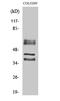 Periphilin 1 antibody, A06996-1, Boster Biological Technology, Western Blot image 