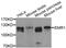 F4/80 antibody, MBS127209, MyBioSource, Western Blot image 