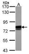 Src substrate protein p85 antibody, PA5-29799, Invitrogen Antibodies, Western Blot image 