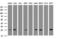 Cytidine/Uridine Monophosphate Kinase 1 antibody, LS-C797636, Lifespan Biosciences, Western Blot image 