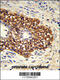 Prostacyclin synthase antibody, 63-327, ProSci, Immunohistochemistry paraffin image 