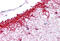 NLR Family Pyrin Domain Containing 14 antibody, MBS244646, MyBioSource, Immunohistochemistry frozen image 