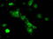 Protein Phosphatase 5 Catalytic Subunit antibody, TA500593, Origene, Immunofluorescence image 