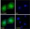 RNA Binding Motif Protein 20 antibody, GTX17481, GeneTex, Immunocytochemistry image 