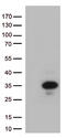 DNA Damage Inducible Transcript 3 antibody, TA802218, Origene, Western Blot image 