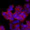 Leucine-rich repeat-containing G-protein coupled receptor 4 antibody, MAB7750, R&D Systems, Immunocytochemistry image 