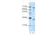 Serine And Arginine Rich Splicing Factor 1 antibody, 29-396, ProSci, Enzyme Linked Immunosorbent Assay image 