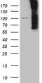 Carboxyl-terminal PDZ ligand of neuronal nitric oxide synthase protein antibody, M03060, Boster Biological Technology, Western Blot image 