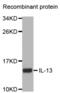Interleukin 13 antibody, abx001701, Abbexa, Western Blot image 