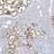 Butyrophilin Subfamily 1 Member A1 antibody, HPA011126, Atlas Antibodies, Immunohistochemistry paraffin image 