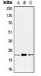 Kallikrein-8 antibody, orb215044, Biorbyt, Western Blot image 
