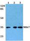 Nuclear Receptor Subfamily 1 Group I Member 3 antibody, PA5-36268, Invitrogen Antibodies, Western Blot image 