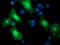Protein Tyrosine Phosphatase Receptor Type E antibody, LS-C115255, Lifespan Biosciences, Immunofluorescence image 