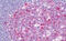 Branched Chain Amino Acid Transaminase 1 antibody, MBS249184, MyBioSource, Immunohistochemistry frozen image 